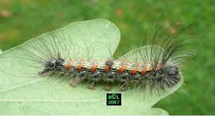 source : insectes.net