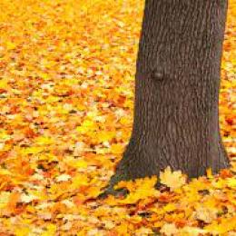 Feuilles mortes